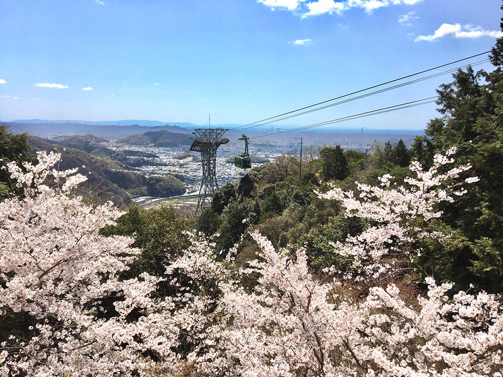 書写山ロープウェイと桜